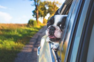 Leaving Pets in Cars