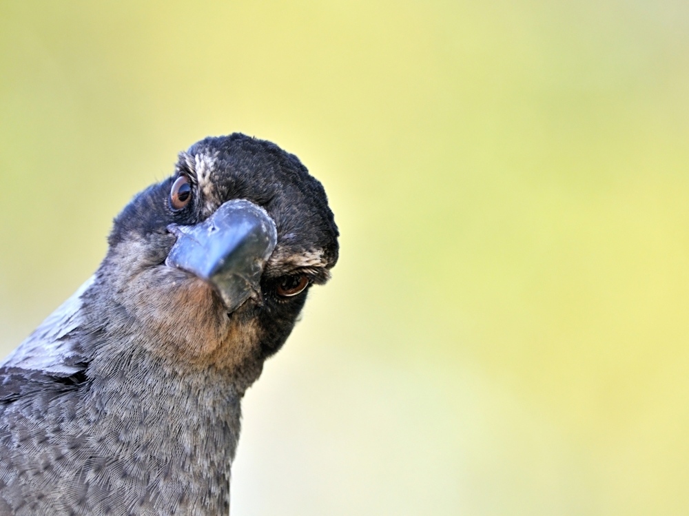 Funny Scary Bird Looking to Poop on Your Car